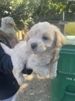 Mixed Puppies for sale in Lodi, CA, USA. price: $80