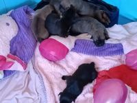 Mixed Puppies for sale in Oakland, CA 94603, USA. price: NA
