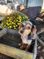 Mixed Puppies for sale in Rathbun, IA 52544, USA. price: $300