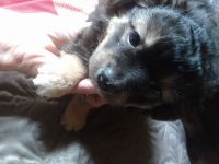 Mixed Puppies for sale in Ashland, OH 44805, USA. price: $100