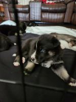 Mixed Puppies for sale in Coral Springs, FL 33065, USA. price: $800