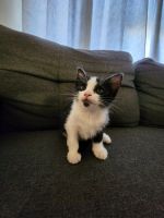 Mixed Cats for sale in White Plains, NY, USA. price: NA