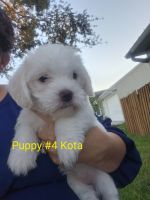 Mixed Puppies for sale in Palm Bay, FL, USA. price: $500
