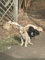 Mixed Puppies for sale in Fayetteville, NC, USA. price: $225
