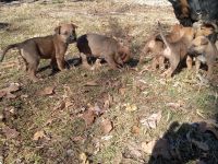 Mixed Puppies for sale in Waynesville, MO 65583, USA. price: $20