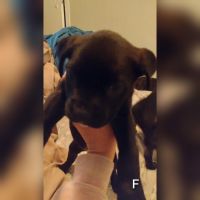 Mixed Puppies for sale in Warren, MI, USA. price: $50