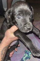 Mixed Puppies for sale in Independence, MO, USA. price: $150