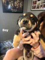 Mixed Puppies for sale in Middletown, OH, USA. price: $400