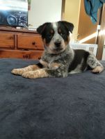 Mixed Puppies for sale in Pullman, WA 99163, USA. price: $300