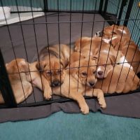 Mixed Puppies for sale in Lumberton, NC 28358, USA. price: $300