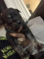 Mixed Puppies for sale in Bellingham, WA 98226, USA. price: $20