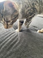 Mixed Cats for sale in 21523 Tallow Grove Ln, Katy, TX 77450, USA. price: $70
