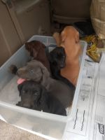 Mixed Puppies for sale in Fayetteville, NC, USA. price: $600