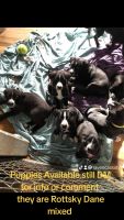 Mixed Puppies for sale in Middletown Township, NJ, USA. price: NA