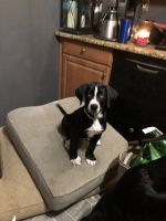 Mixed Puppies for sale in Middletown Township, NJ, USA. price: $600