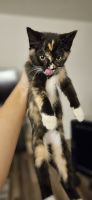 Mixed Cats for sale in Cheney, WA 99004, USA. price: $200
