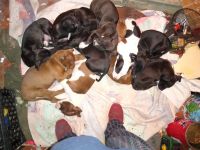 Mixed Puppies for sale in Starr, South Carolina. price: $100
