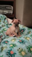 Mixed Puppies for sale in Sacramento, California. price: NA