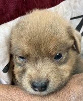 Mixed Puppies for sale in Wahiawa, HI 96786, USA. price: $200
