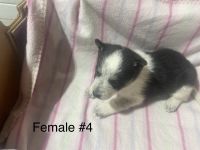 Mixed Puppies for sale in Lennox, South Dakota. price: $500
