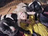 Mixed Puppies for sale in Los Angeles, CA, USA. price: $100