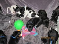 Mixed Puppies for sale in Chino Valley, Arizona. price: $1,000