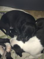 Mixed Puppies for sale in Waco, Texas. price: NA