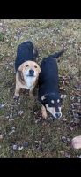 Mixed Puppies for sale in Post Falls, ID 83854, USA. price: $50