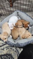 Mixed Puppies for sale in Paoli, Indiana. price: $300