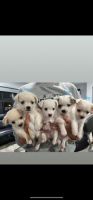 Mixed Puppies for sale in Miami, Florida. price: $30,000