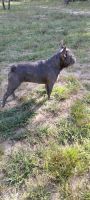 Mixed Puppies for sale in 189 Crook Rd, Fort Valley, GA 31030, USA. price: $875