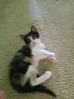 Mixed Cats for sale in Victorville, California. price: $20
