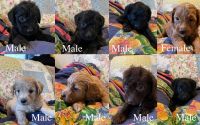 Mixed Puppies for sale in Charlotte, North Carolina. price: $1,000