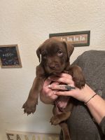 Mixed Puppies for sale in Olympia, Washington. price: $300