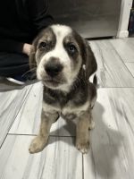 Mixed Puppies for sale in New Haven, Connecticut. price: $1,000