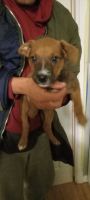Mixed Puppies for sale in S Ellsworth Rd & E Broadway Rd, Arizona 85208, USA. price: $300