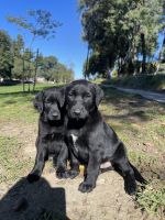 Mixed Puppies for sale in Chino Hills, California. price: $320