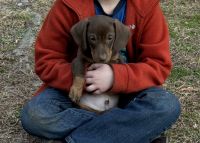 Mixed Puppies for sale in Willow Springs, NC 27520, USA. price: $300