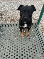Mixed Puppies for sale in Tampa, FL, USA. price: $200