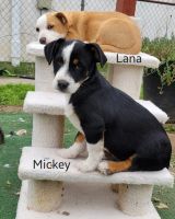 Mixed Puppies for sale in Los Angeles, California. price: $100