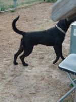 Mixed Puppies for sale in Alma, GA 31510, USA. price: $50