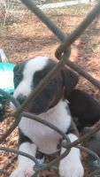 Mixed Puppies for sale in Rocky Mount, North Carolina. price: $125