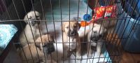 Mixed Puppies for sale in Newburg, Missouri. price: $1,500