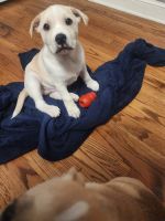 Mixed Puppies for sale in Manchester, Connecticut. price: $400