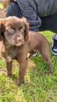 Mixed Puppies for sale in Dallas, Texas. price: $1,000