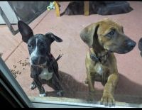 Mixed Puppies for sale in Las Vegas, Nevada. price: $500