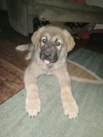 Mixed Puppies for sale in Millersport, Ohio. price: $250
