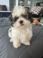 Mixed Puppies for sale in Miami Beach, Florida. price: $2,500