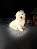 Mixed Puppies for sale in Miami Beach, Florida. price: $3,400
