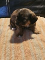 Mixed Puppies for sale in Bamberg, South Carolina. price: NA